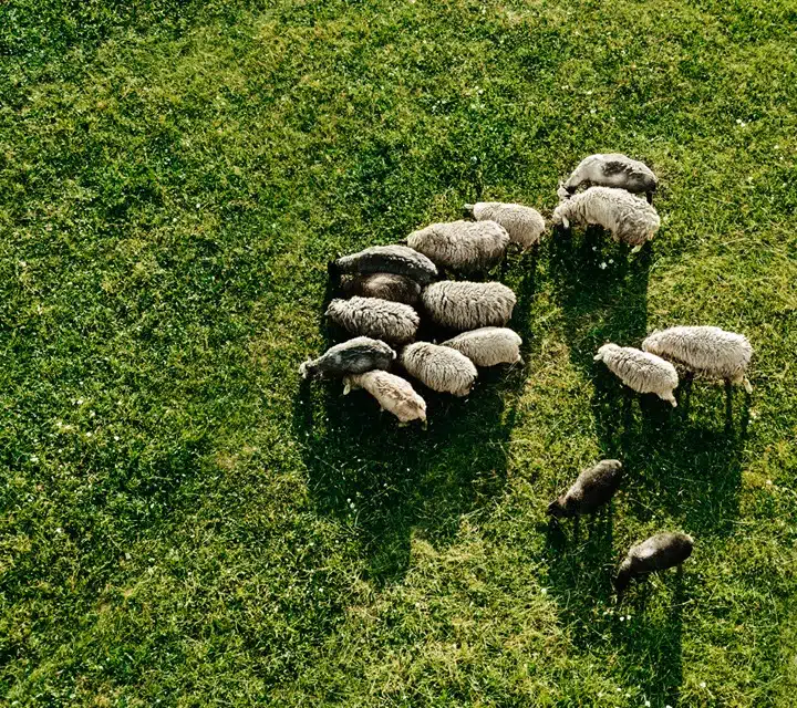 Vue aérienne d'un troupeau d'agneaux broutant l'herbe d'une montagne des Pyrénées